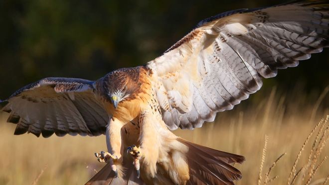 animals_hero_red-tailed_hawk_0 (1)